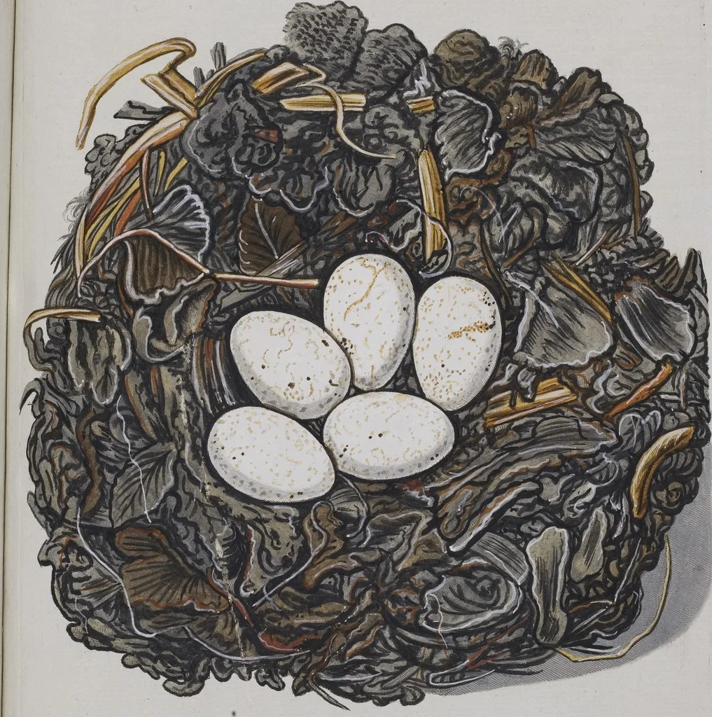 An illustration from Sammlung von Nestern und Eyern verschiedener Vögel: aus den Cabineten des... Herrn.. Schmidels und des Herrn Verfassers, 1772, leaf 236
