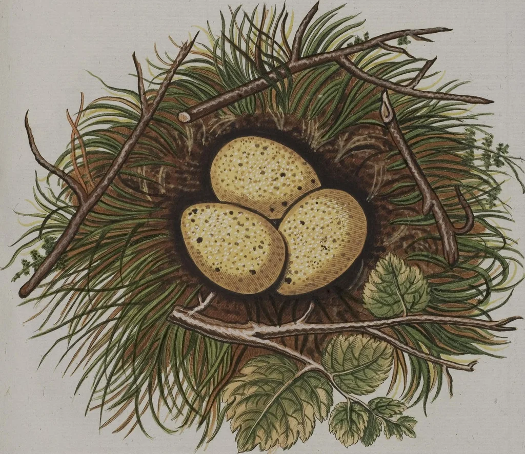 An illustration from Sammlung von Nestern und Eyern verschiedener Vögel: aus den Cabineten des... Herrn.. Schmidels und des Herrn Verfassers, 1772, leaf 237