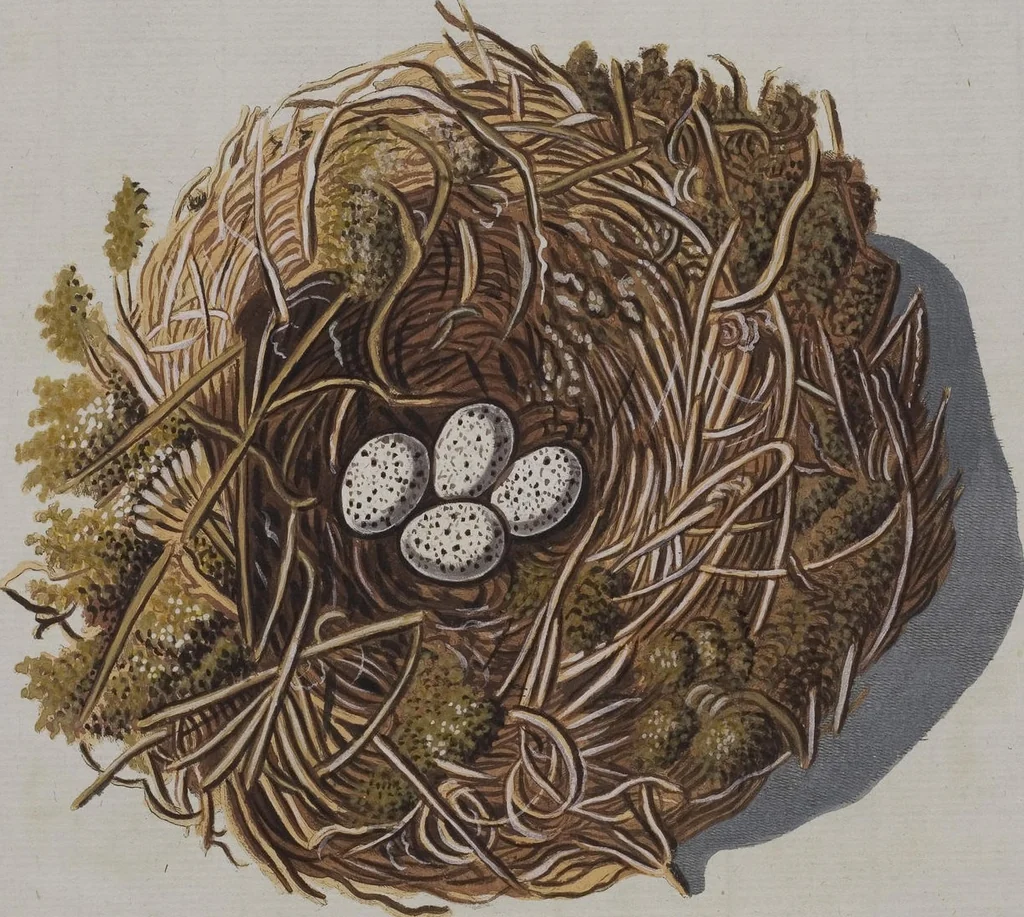 An illustration from Sammlung von Nestern und Eyern verschiedener Vögel: aus den Cabineten des... Herrn.. Schmidels und des Herrn Verfassers, 1772, leaf 239