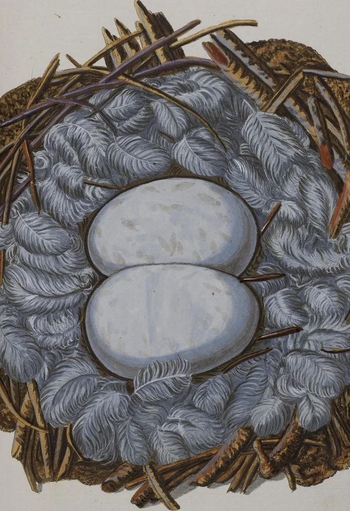 An illustration from Sammlung von Nestern und Eyern verschiedener Vögel: aus den Cabineten des... Herrn.. Schmidels und des Herrn Verfassers, 1772, leaf 240