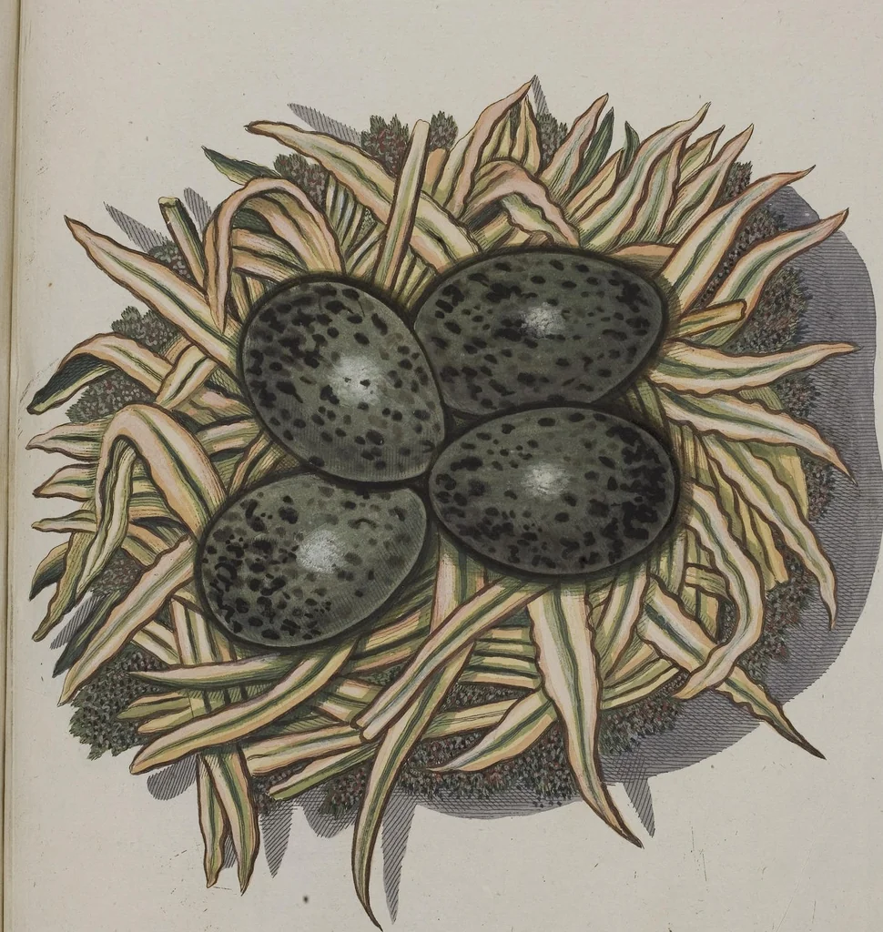 An illustration from Sammlung von Nestern und Eyern verschiedener Vögel: aus den Cabineten des... Herrn.. Schmidels und des Herrn Verfassers, 1772, leaf 241