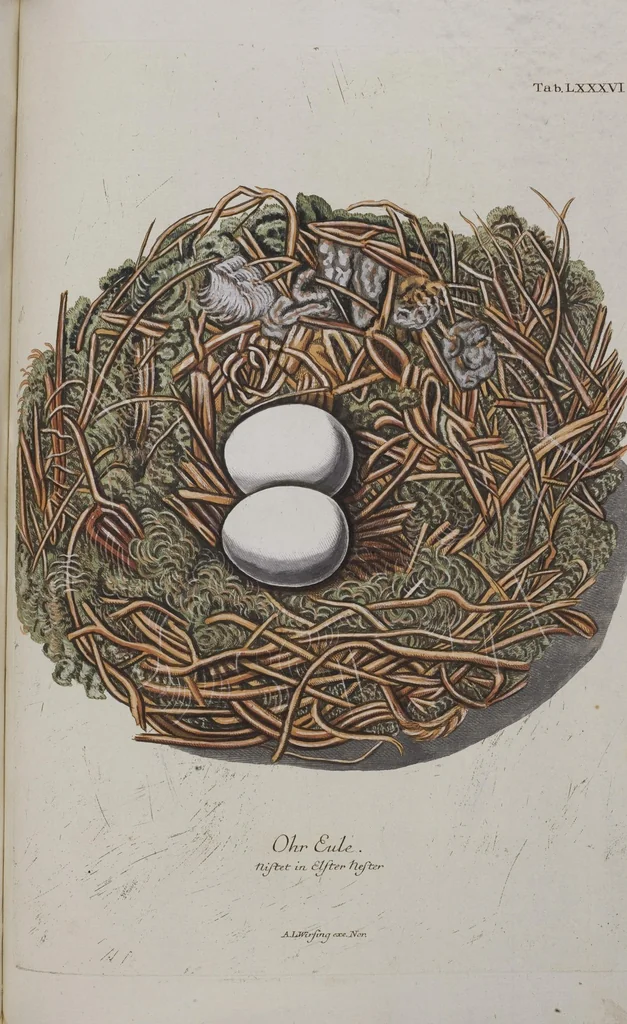 An illustration from Sammlung von Nestern und Eyern verschiedener Vögel: aus den Cabineten des... Herrn.. Schmidels und des Herrn Verfassers, 1772, leaf 242