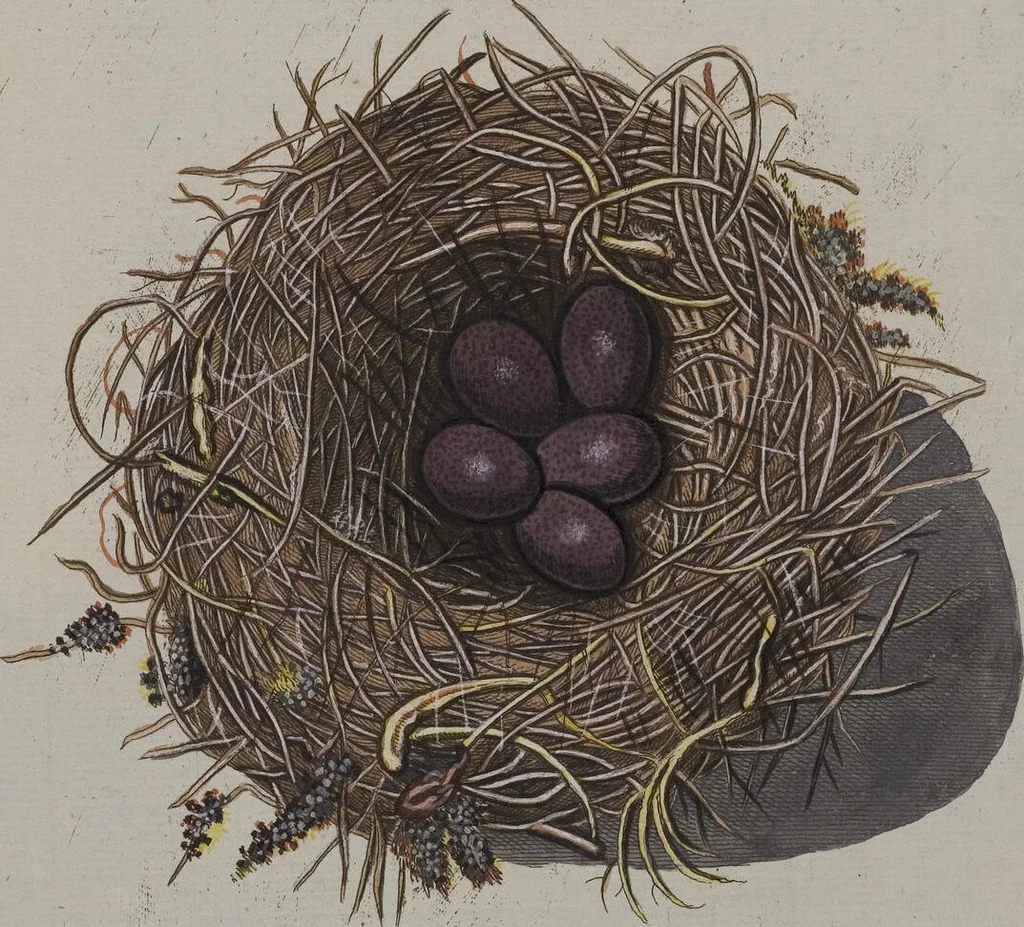An illustration from Sammlung von Nestern und Eyern verschiedener Vögel: aus den Cabineten des... Herrn.. Schmidels und des Herrn Verfassers, 1772, leaf 243
