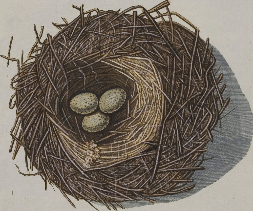 An illustration from Sammlung von Nestern und Eyern verschiedener Vögel: aus den Cabineten des... Herrn.. Schmidels und des Herrn Verfassers, 1772, leaf 245