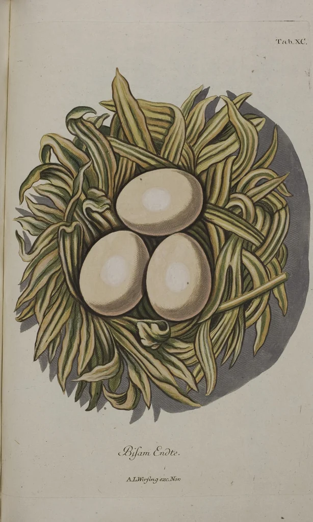 An illustration from Sammlung von Nestern und Eyern verschiedener Vögel: aus den Cabineten des... Herrn.. Schmidels und des Herrn Verfassers, 1772, leaf 246