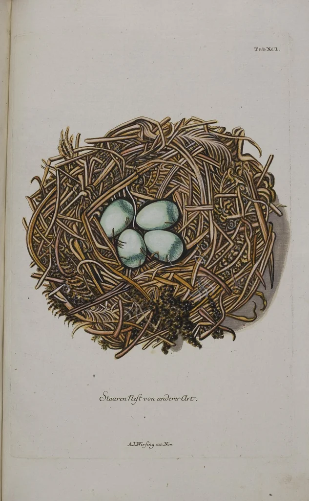 An illustration from Sammlung von Nestern und Eyern verschiedener Vögel: aus den Cabineten des... Herrn.. Schmidels und des Herrn Verfassers, 1772, leaf 247