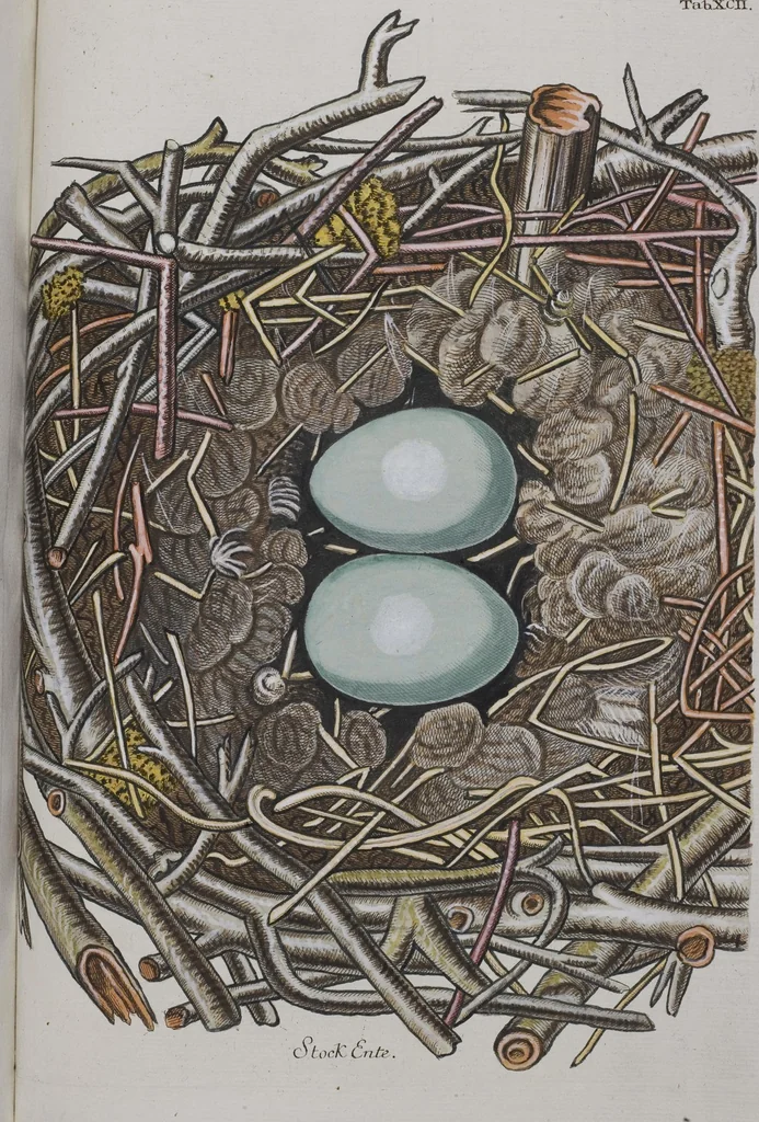 An illustration from Sammlung von Nestern und Eyern verschiedener Vögel: aus den Cabineten des... Herrn.. Schmidels und des Herrn Verfassers, 1772, leaf 248