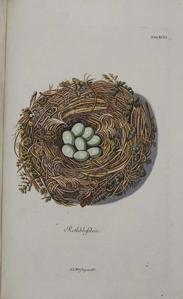An illustration from Sammlung von Nestern und Eyern verschiedener Vögel: aus den Cabineten des... Herrn.. Schmidels und des Herrn Verfassers, 1772, leaf 249