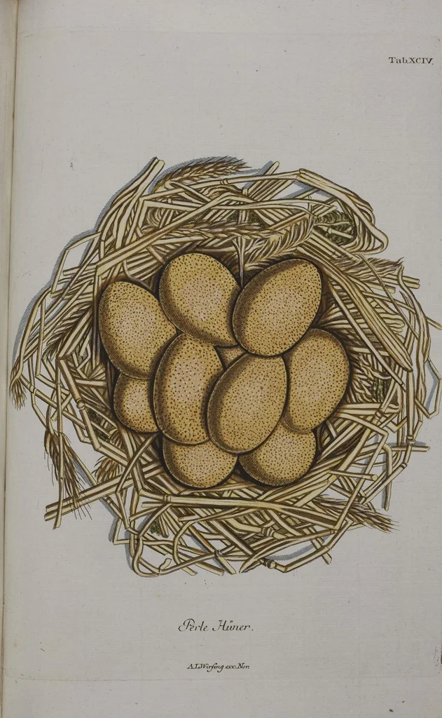An illustration from Sammlung von Nestern und Eyern verschiedener Vögel: aus den Cabineten des... Herrn.. Schmidels und des Herrn Verfassers, 1772, leaf 250