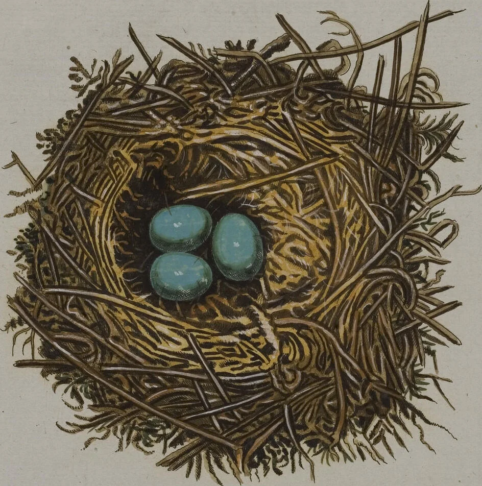 An illustration from Sammlung von Nestern und Eyern verschiedener Vögel: aus den Cabineten des... Herrn.. Schmidels und des Herrn Verfassers, 1772, leaf 251