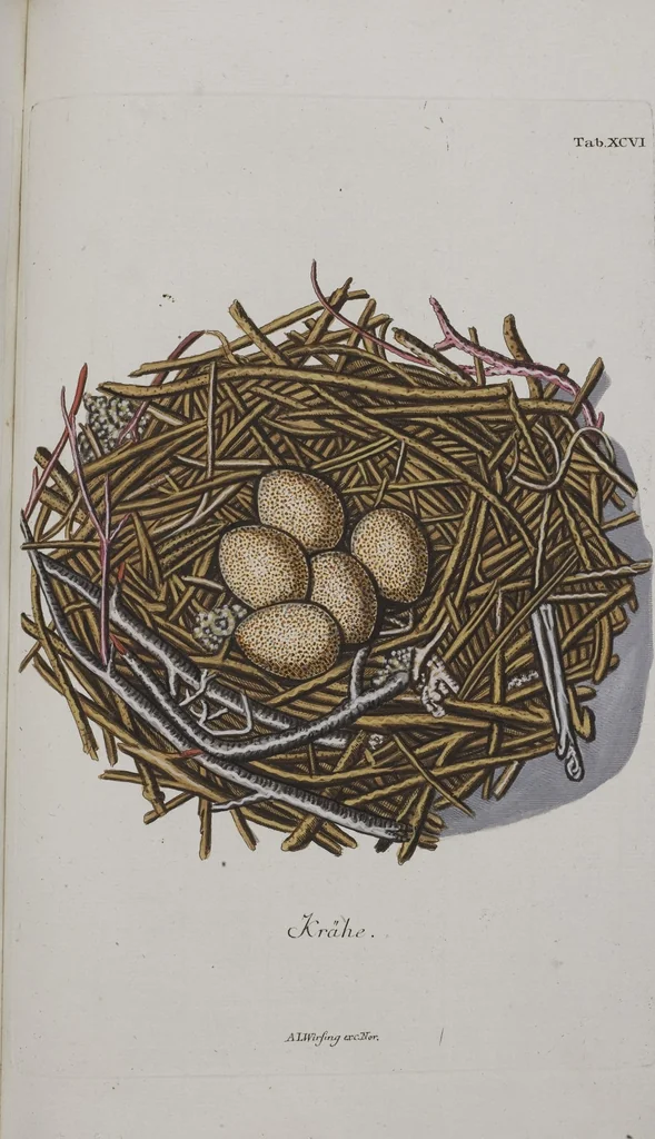 An illustration from Sammlung von Nestern und Eyern verschiedener Vögel: aus den Cabineten des... Herrn.. Schmidels und des Herrn Verfassers, 1772, leaf 252