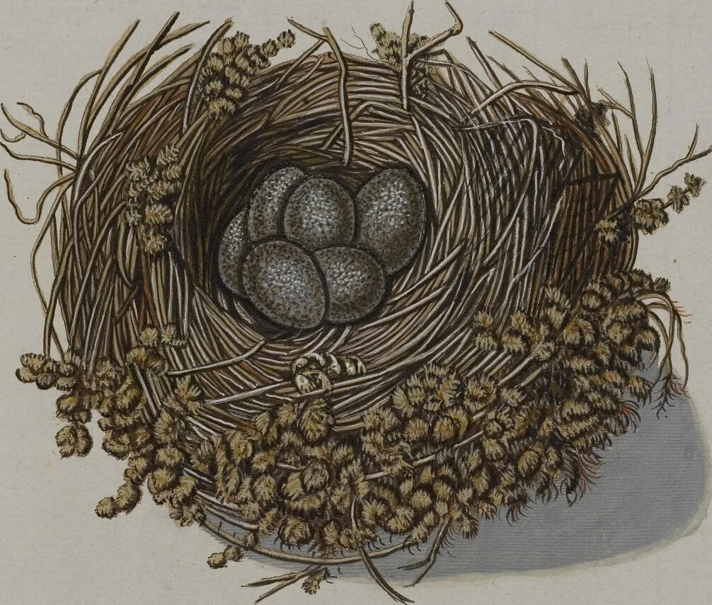 An illustration from Sammlung von Nestern und Eyern verschiedener Vögel: aus den Cabineten des... Herrn.. Schmidels und des Herrn Verfassers, 1772, leaf 253