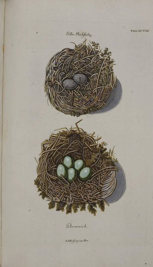 An illustration from Sammlung von Nestern und Eyern verschiedener Vögel: aus den Cabineten des... Herrn.. Schmidels und des Herrn Verfassers, 1772, leaf 254