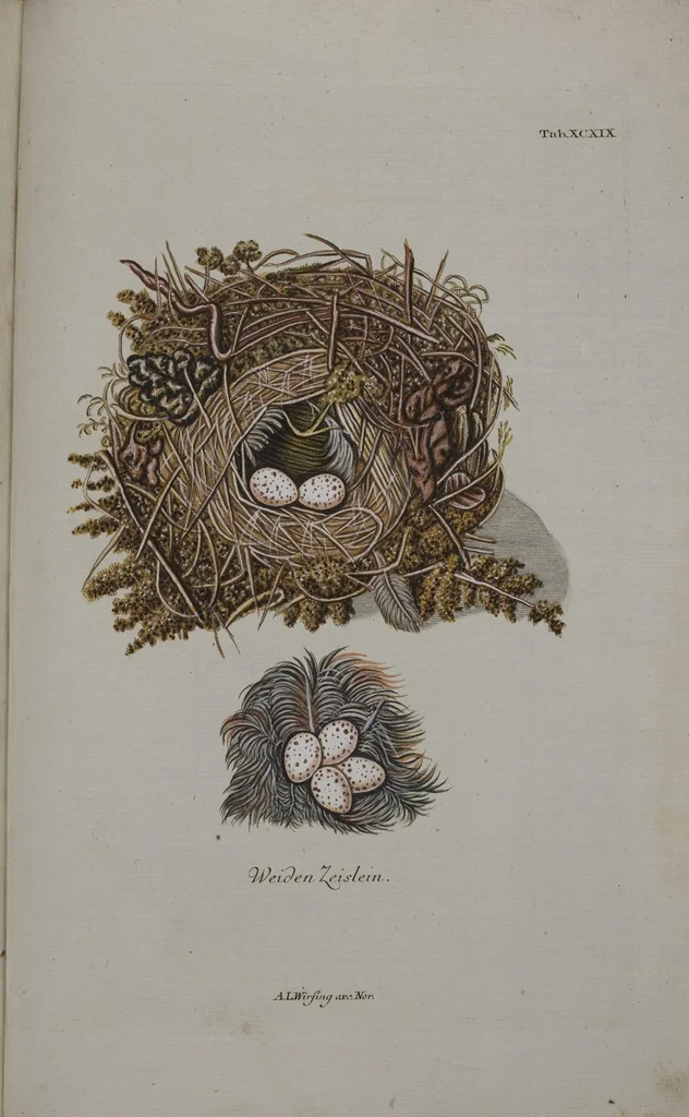 An illustration from Sammlung von Nestern und Eyern verschiedener Vögel: aus den Cabineten des... Herrn.. Schmidels und des Herrn Verfassers, 1772, leaf 255