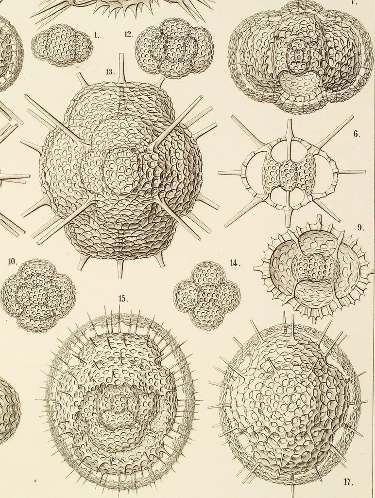 An illustration from (Band 2): Grundriss einer allgemeinen Naturgeschichte der Radiolarien, 1887, leaf 276