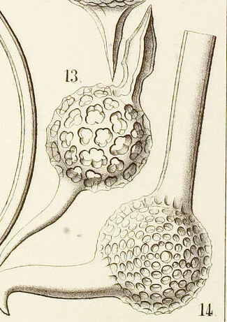 An illustration from (Band 2): Grundriss einer allgemeinen Naturgeschichte der Radiolarien, 1887, leaf 285