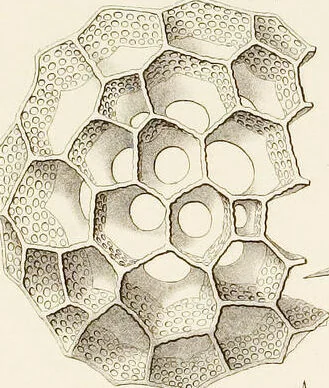 An illustration from (Band 2): Grundriss einer allgemeinen Naturgeschichte der Radiolarien, 1887, leaf 312