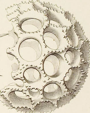 An illustration from (Band 2): Grundriss einer allgemeinen Naturgeschichte der Radiolarien, 1887, leaf 312