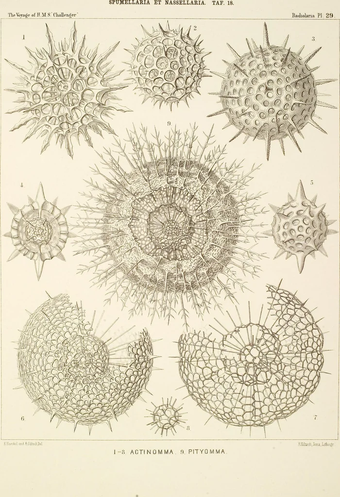 An illustration from (Band 2): Grundriss einer allgemeinen Naturgeschichte der Radiolarien, 1887, leaf 321