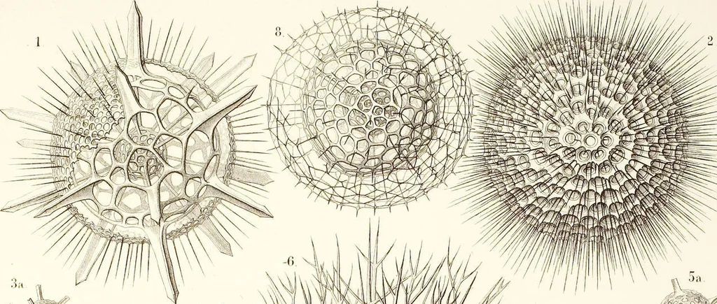 An illustration from (Band 2): Grundriss einer allgemeinen Naturgeschichte der Radiolarien, 1887, leaf 324