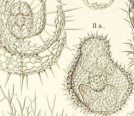 An illustration from (Band 2): Grundriss einer allgemeinen Naturgeschichte der Radiolarien, 1887, leaf 336