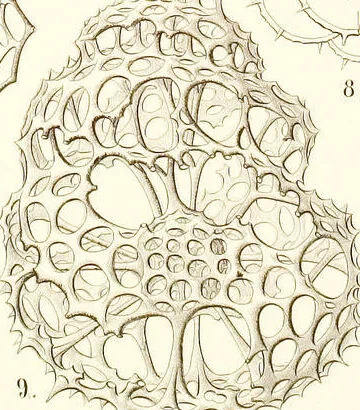 An illustration from (Band 2): Grundriss einer allgemeinen Naturgeschichte der Radiolarien, 1887, leaf 336