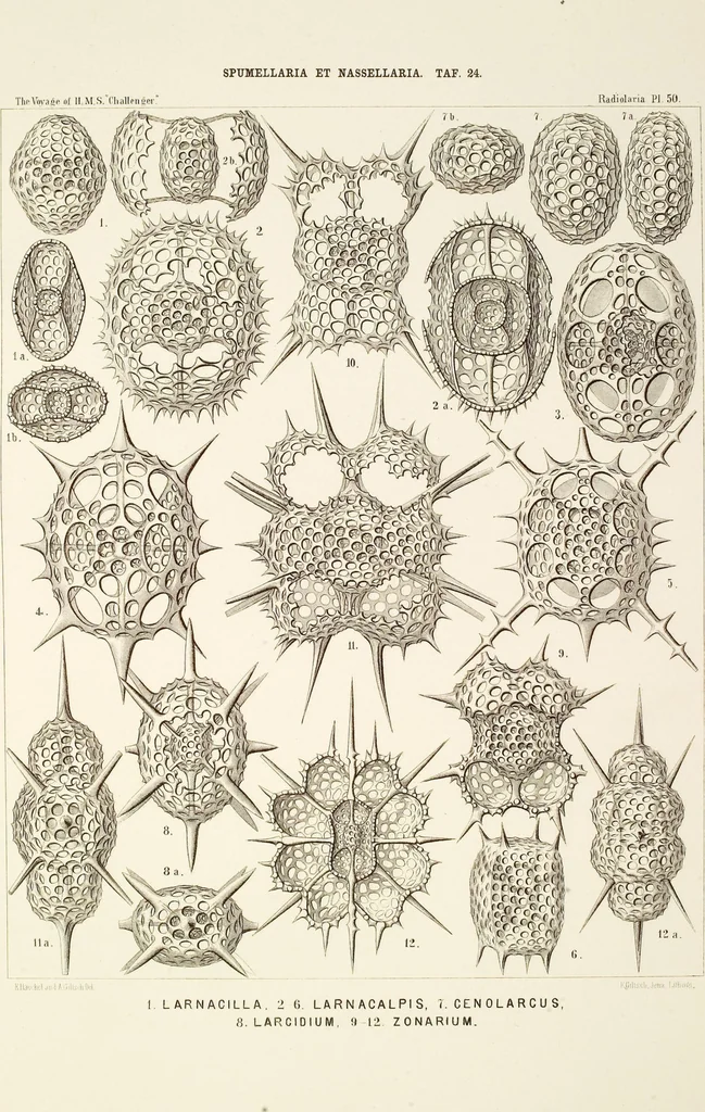 An illustration from (Band 2): Grundriss einer allgemeinen Naturgeschichte der Radiolarien, 1887, leaf 339