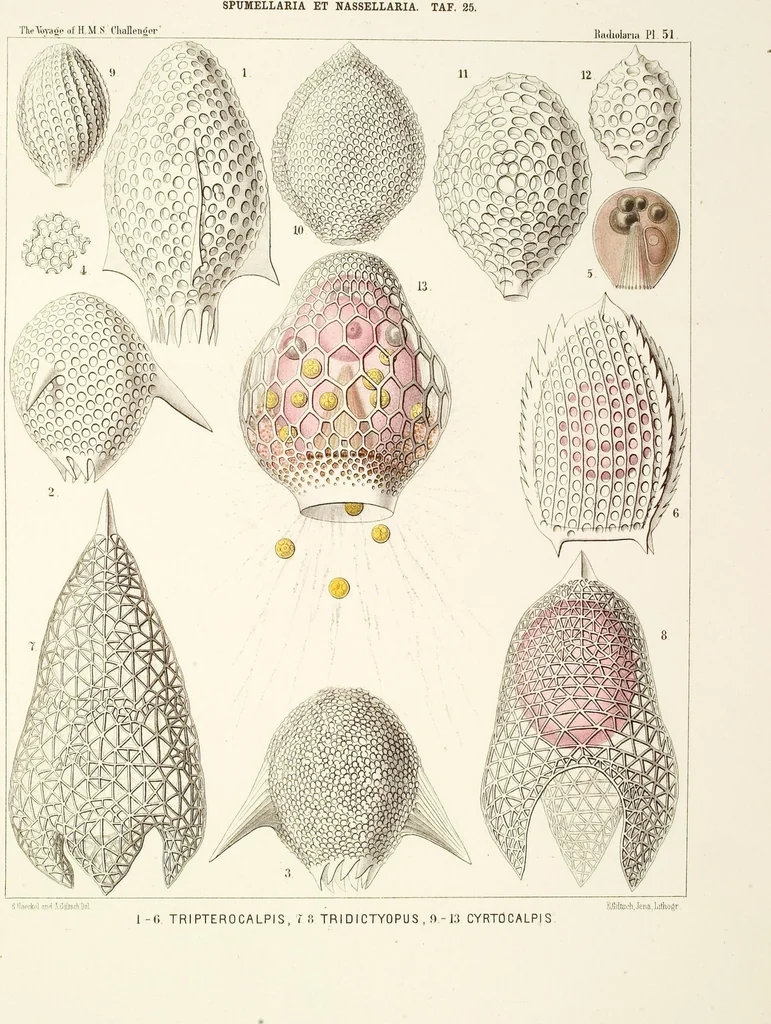 An illustration from (Band 2): Grundriss einer allgemeinen Naturgeschichte der Radiolarien, 1887, leaf 342