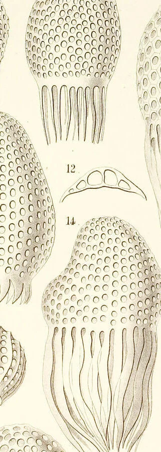 An illustration from (Band 2): Grundriss einer allgemeinen Naturgeschichte der Radiolarien, 1887, leaf 345