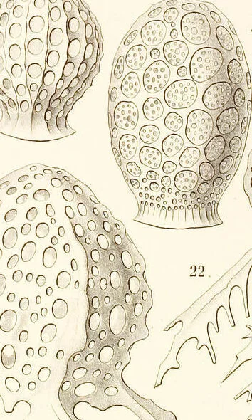 An illustration from (Band 2): Grundriss einer allgemeinen Naturgeschichte der Radiolarien, 1887, leaf 345