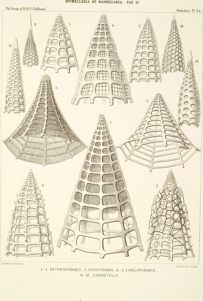 An illustration from (Band 2): Grundriss einer allgemeinen Naturgeschichte der Radiolarien, 1887, leaf 348