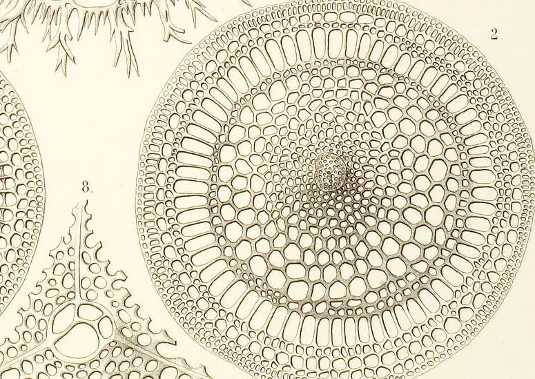 An illustration from (Band 2): Grundriss einer allgemeinen Naturgeschichte der Radiolarien, 1887, leaf 354
