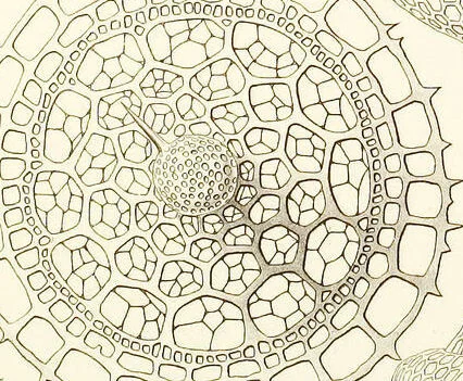 An illustration from (Band 2): Grundriss einer allgemeinen Naturgeschichte der Radiolarien, 1887, leaf 357