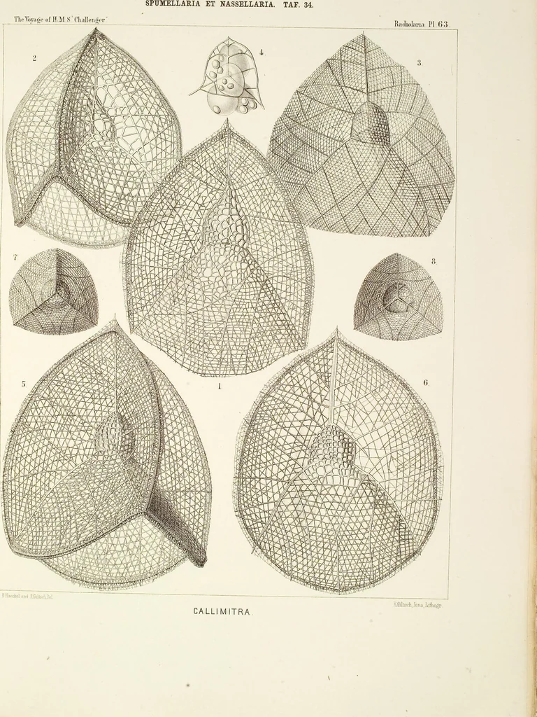 An illustration from (Band 2): Grundriss einer allgemeinen Naturgeschichte der Radiolarien, 1887, leaf 369
