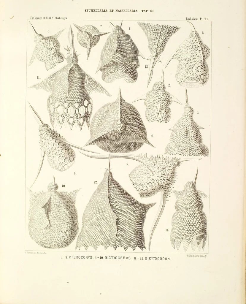 An illustration from (Band 2): Grundriss einer allgemeinen Naturgeschichte der Radiolarien, 1887, leaf 384