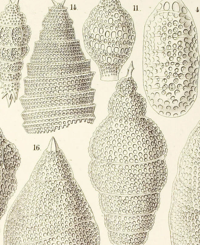 An illustration from (Band 2): Grundriss einer allgemeinen Naturgeschichte der Radiolarien, 1887, leaf 396