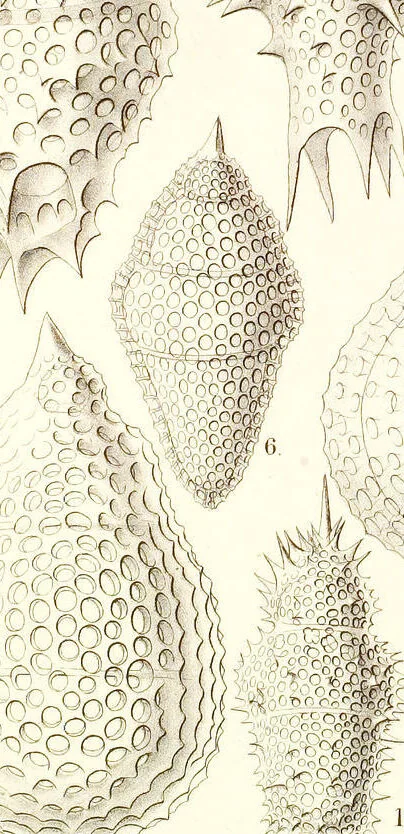 An illustration from (Band 2): Grundriss einer allgemeinen Naturgeschichte der Radiolarien, 1887, leaf 402