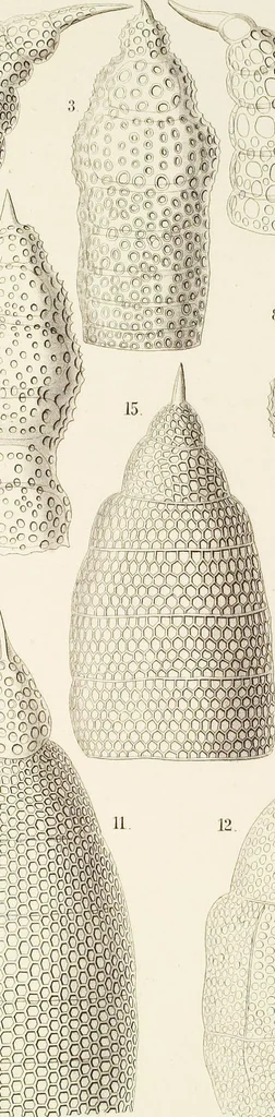 An illustration from (Band 2): Grundriss einer allgemeinen Naturgeschichte der Radiolarien, 1887, leaf 408