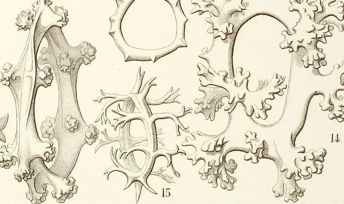 An illustration from (Band 2): Grundriss einer allgemeinen Naturgeschichte der Radiolarien, 1887, leaf 411