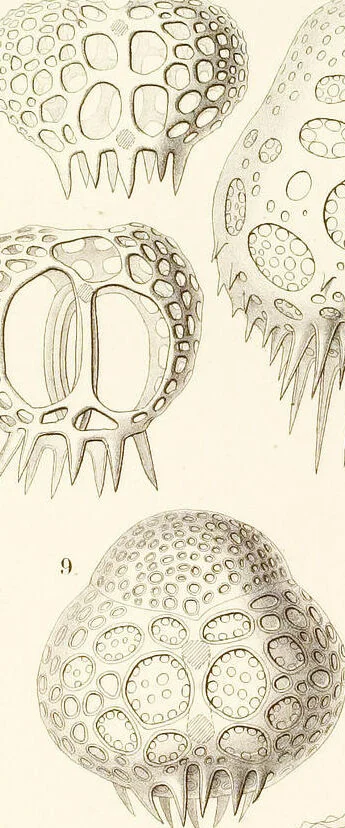 An illustration from (Band 2): Grundriss einer allgemeinen Naturgeschichte der Radiolarien, 1887, leaf 426