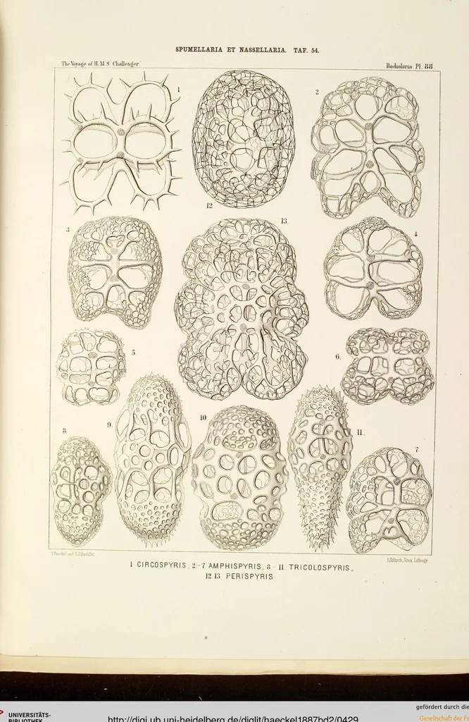 An illustration from (Band 2): Grundriss einer allgemeinen Naturgeschichte der Radiolarien, 1887, leaf 429