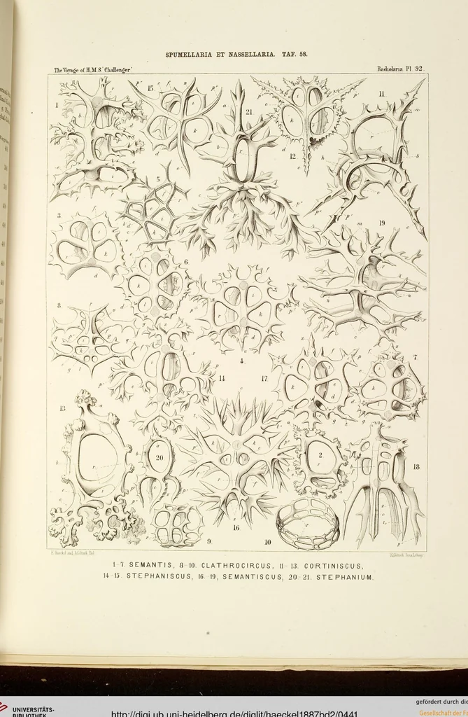 An illustration from (Band 2): Grundriss einer allgemeinen Naturgeschichte der Radiolarien, 1887, leaf 441