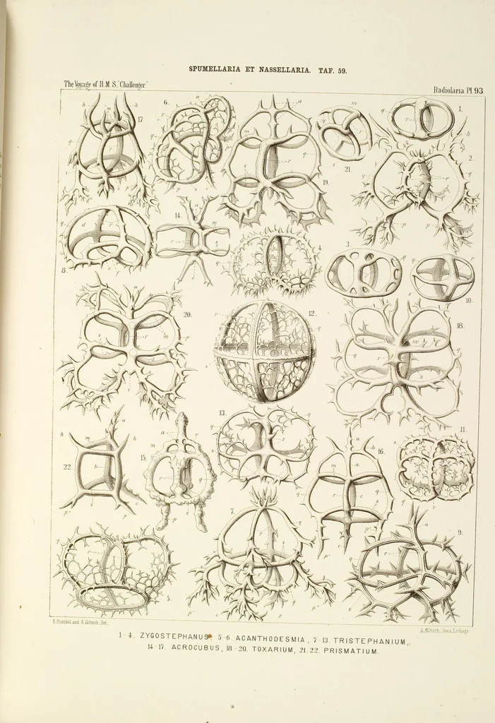 An illustration from (Band 2): Grundriss einer allgemeinen Naturgeschichte der Radiolarien, 1887, leaf 444
