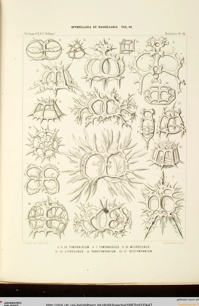 An illustration from (Band 2): Grundriss einer allgemeinen Naturgeschichte der Radiolarien, 1887, leaf 447