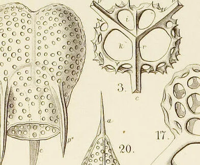 An illustration from (Band 2): Grundriss einer allgemeinen Naturgeschichte der Radiolarien, 1887, leaf 450