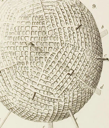 An illustration from (Band 3): Die Acantharien oder Actipyleen Radiolarien, 1888, leaf 73