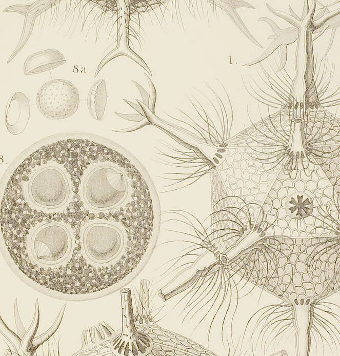 An illustration from (Band 4): Die Phaeodarien oder Cannopyleen Radiolarien, 1888, leaf 104