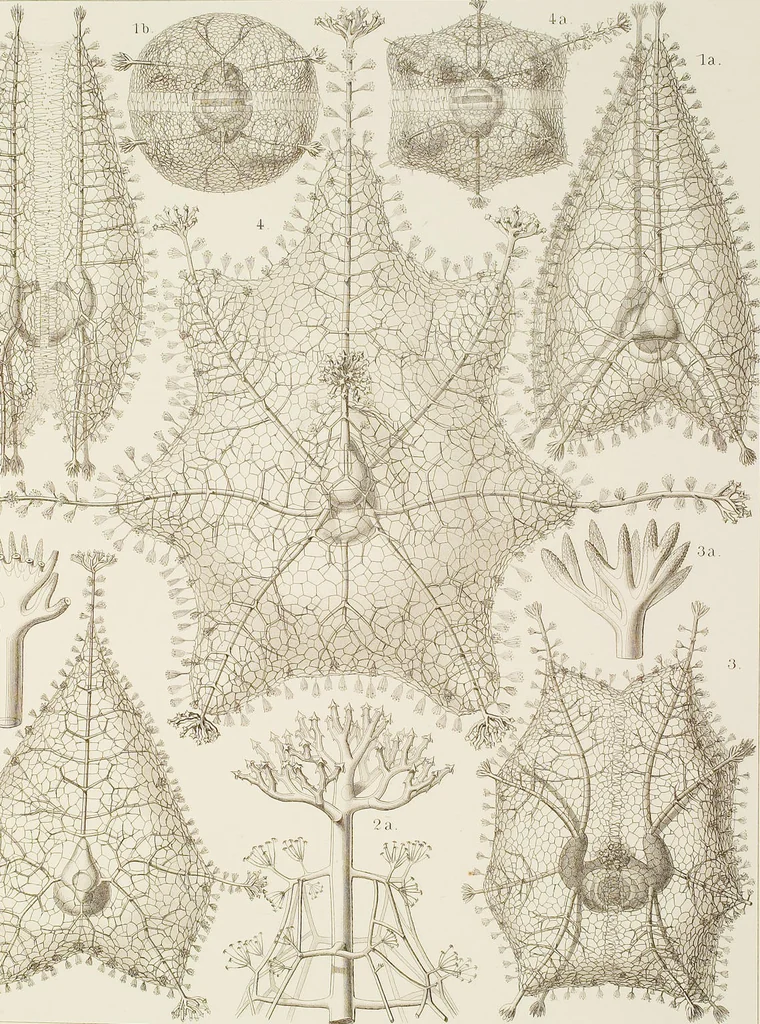 An illustration from (Band 4): Die Phaeodarien oder Cannopyleen Radiolarien, 1888, leaf 140
