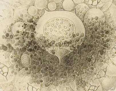 An illustration from (Band 4): Die Phaeodarien oder Cannopyleen Radiolarien, 1888, leaf 40