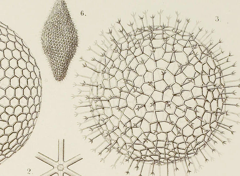An illustration from (Band 4): Die Phaeodarien oder Cannopyleen Radiolarien, 1888, leaf 80